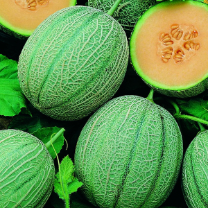 Melon Blenheim Orange Seeds