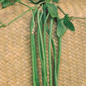 Climbing French Bean Yard Long Seeds Asparagus Bean