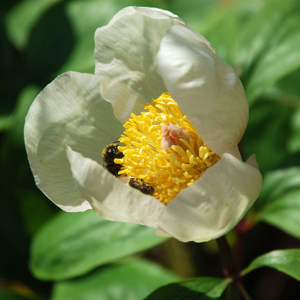 Paeonia Mlokosewitschii Molly the Witch Seeds Hardy Perennial