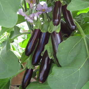 Aubergine Long Purple Seeds