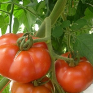 Tomato F1 Velocity Solanum Lycopersicum Seeds