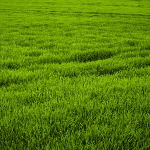 Traditional Meadow Grasses Seed Mix