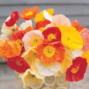 Poppy Papaver Champagne Bubbles Mixed Seeds