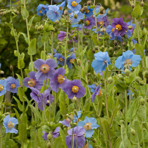 Meconopsis Baileyi Shades of Blue Seeds Blue Poppy