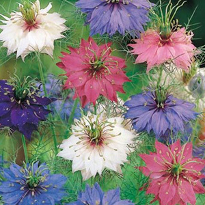 Nigella 'Persian Jewels' Mixed