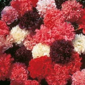 Papaver Somniferum â€“ Double Poppy Mix