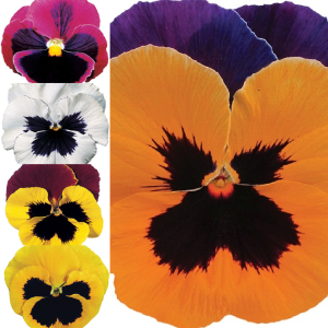 12 x Pansy Plug Plants Mixed Plugs