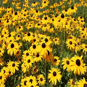Black Eyed Susan RUDBECKIA fulgida Goldstrum Perennial