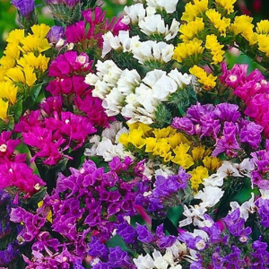 Statice Mixed Seeds