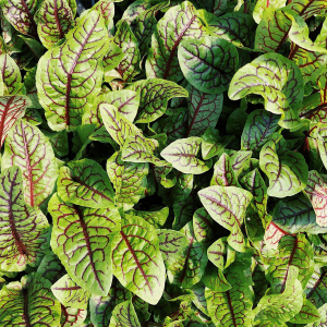 Red Veined Sorrel Seeds