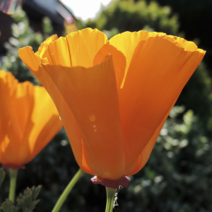 Eschscholzia Californica Orange King  Poppy Seeds Annual