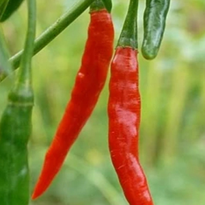 Fire Cracker Chilli Pepper Seeds