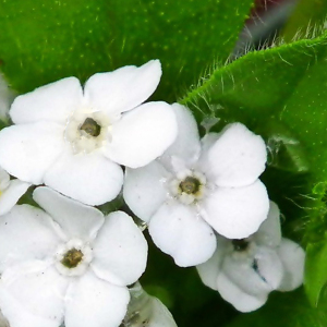 Little Snow White Omphalodes Linifolia Argentine Forget-Me-Not Seeds