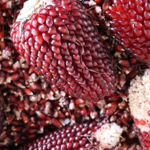 Sweetcorn Strawberry Popping Corn Seeds