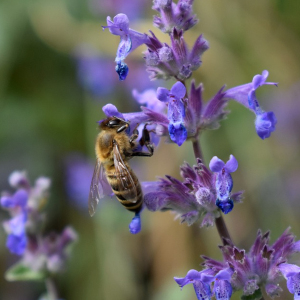 Nepeta Catnip Seeds