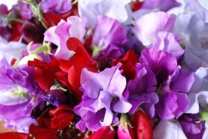 Sweet Pea Royal Family Mixed Seeds