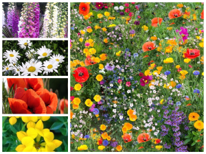 Native Wild Flower Mix Pure wild flower no grass
