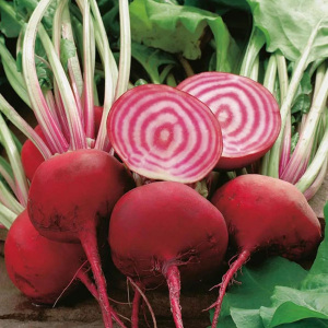 Organic Beetroot CHIOGGIA 100 Seeds