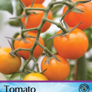 Pictorial Tomato Sungold F1
