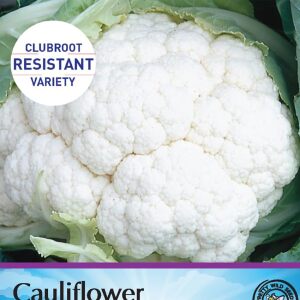 Pictorial Cauliflower Clapton Clubroot Resistant