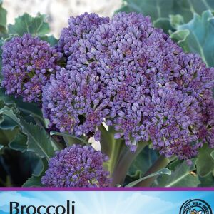 Pictorial Broccoli Rudolph F1